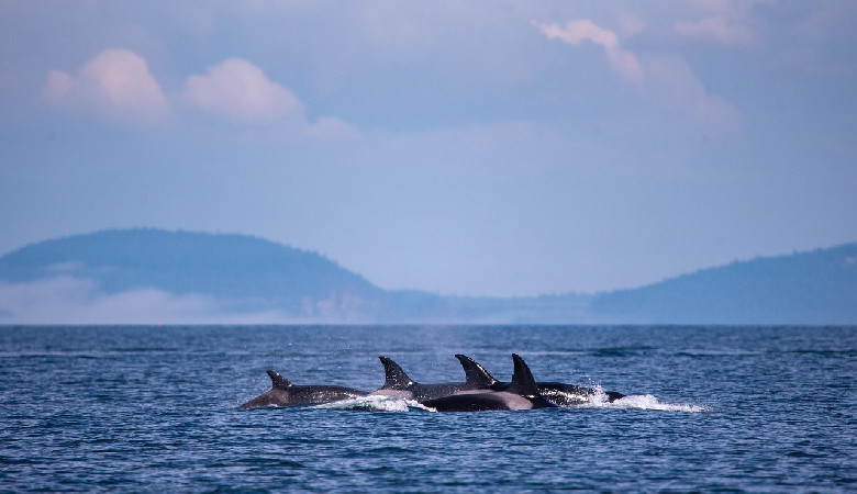Orki i delfiny, czyli przyjaźń z mięśniakiem