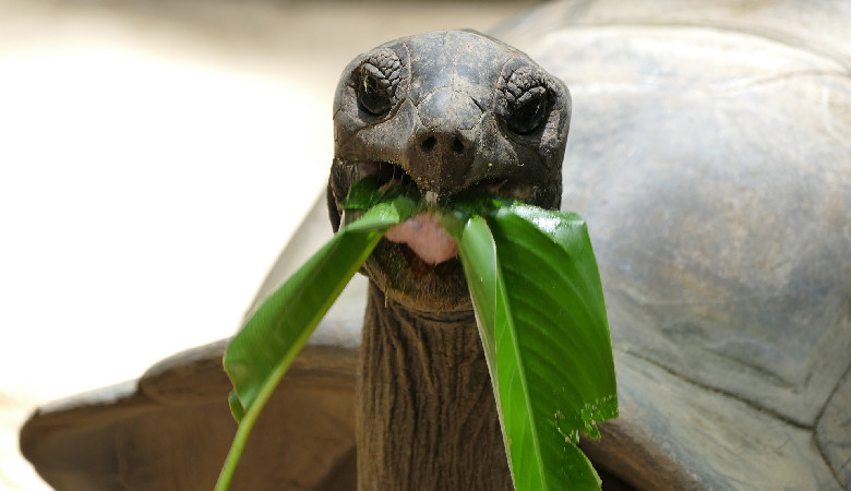 Odkryto tajemnicę Wysp Galapagos
