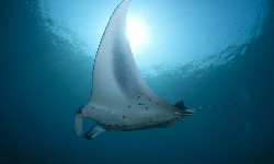 Oceaniczne obszary chronione działają doskonale – o ile są odpowiednio duże