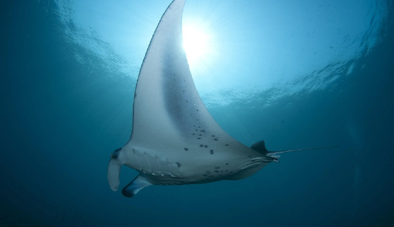 Oceaniczne obszary chronione działają doskonale – o ile są odpowiednio duże