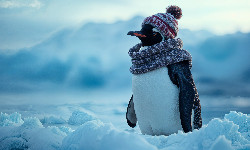 GreyShark – pingwin pilnujący Bałtyku?