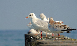 Niemieccy specjaliści: trwa ocieplanie Bałtyku