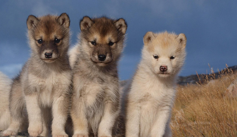 Czy Grenlandii naprawdę bronią dwa psie zaprzęgi?