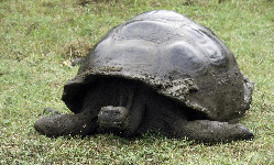 7 km z żółwiem na plecach. Słoniowym!