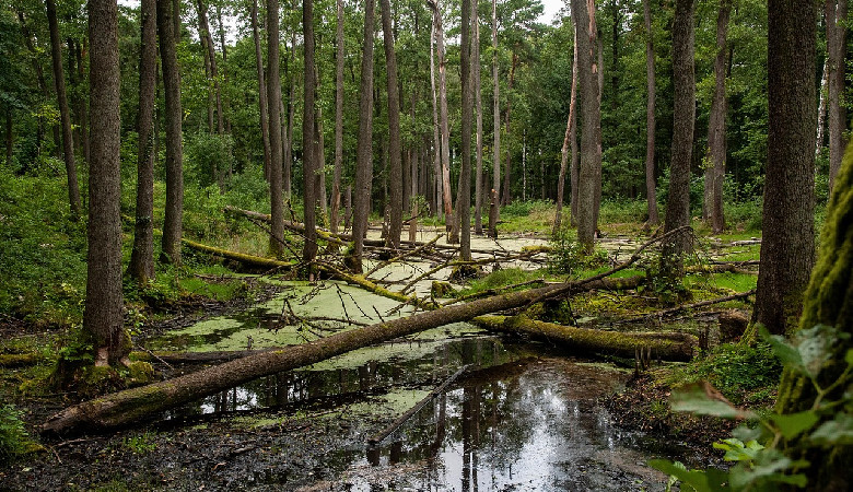 Wodnik Szuwarek zatrzyma wojsko?
