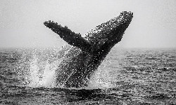 Panie wolą starszych; przynajmniej w świecie humbaków