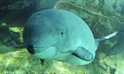 Uparty morświn uratowany