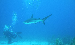 Czy rekiny piją kawę?