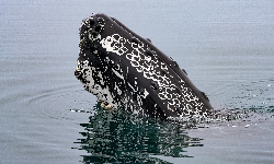 Co dalej z humbakiem, który osiadł na mieliźnie u wybrzeży Niemiec?