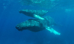 Dlaczego wieloryby są takie duże?