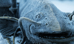 Niemcy: legendarna ryba jednak istniała