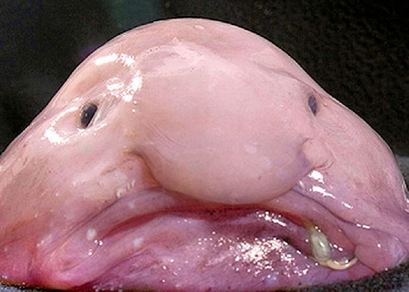 [t]Blobfish[/t] [s]Fot. Wikipedia[/s]
