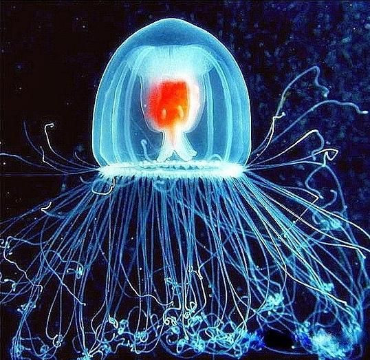 [t]Turritopsis nutricula[/t] [s]Fot. Wikipedia[/s]